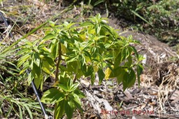 Bois de fièvre ou Bois de tension -Pouzolzia laevigata- Urticacée-B