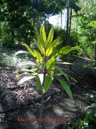 Bois d'éponge - Gastonia cutispongia - Araliacée -B
