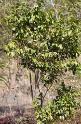 Bois dur - Securinega durissima - Phyllanthacée - I