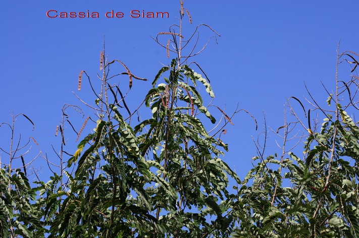 Cassia de Siam - Senna siamea  - Fabacée - exo