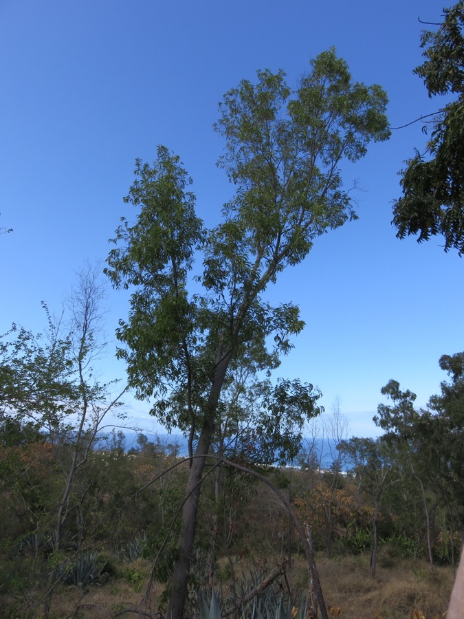 Eucalyptus (auriculoformis) IMG_0587