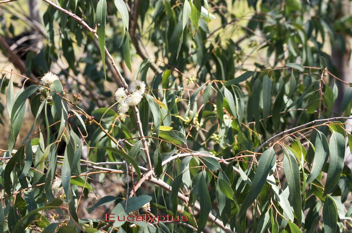 Eucalyptus camaldulensis - Myrtacée - exo