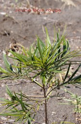 Jeune Bois rouge - Cassine orientalis - Célastracée - BMR