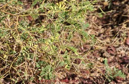 Lentille marron - tephrosia purpurea - Fabacée - exo