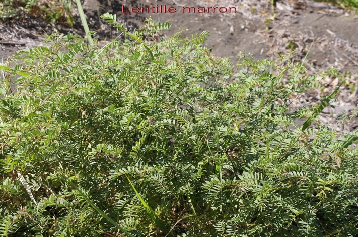 Lentille marron- Tephrosia purpurea