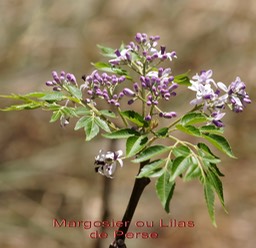 Margosier ou lilas de Perse - Melia azedarach - Méliacée - exo