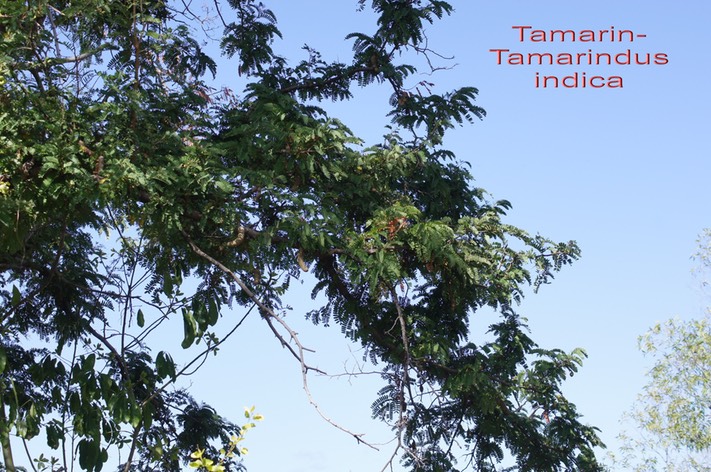 Tamarin- Tamarindus indica - Fabacée-exo