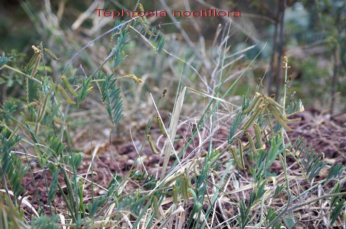 Tephrosia noctiflora - Fabacée - exo