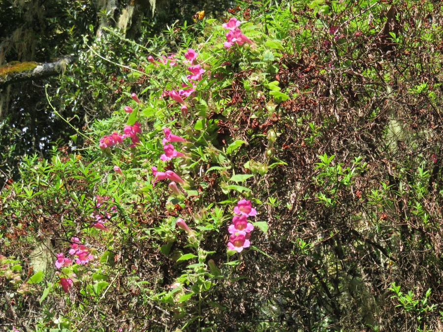 1. Lophospermum erubescens - Liane trompette -  Plantaginaceae