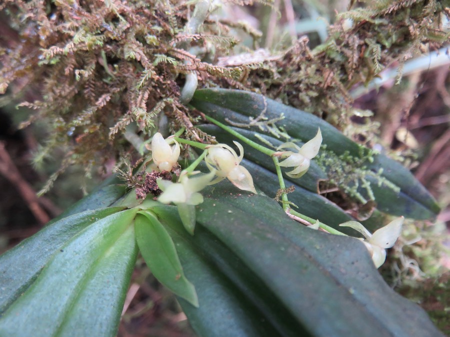 13. Angæcum multiflorum - Ø - Orchidacea - indigène Réunion