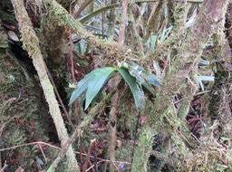 14. Angæcum multiflorum - Ø - Orchidacea - indigène Réunion