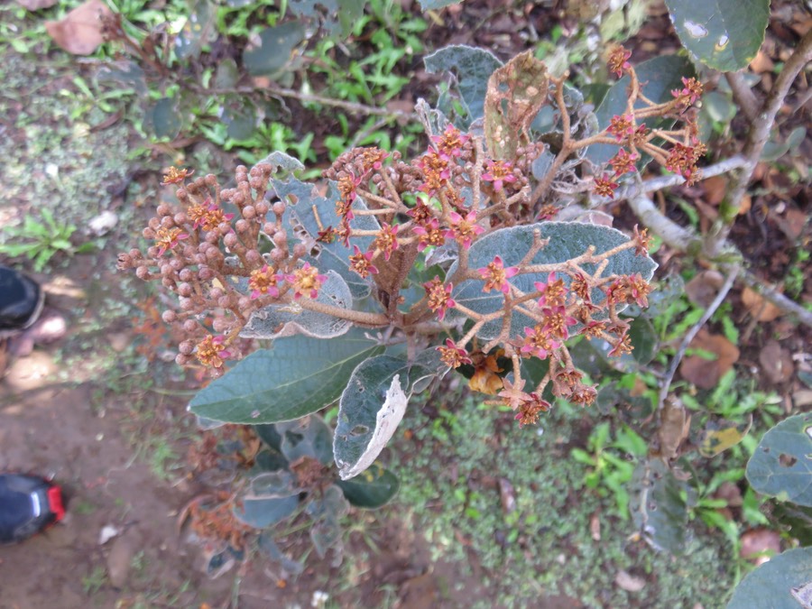 2. Dombeya ferruginea Cav. - subsp - Petit mahot noir  - Malvaceae - Endémique Réunion