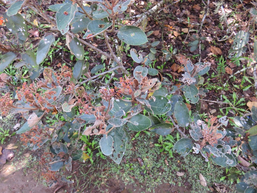 3. Dombeya ferruginea Cav. - subsp - Petit mahot noir  - Malvaceae - Endémique Réunion