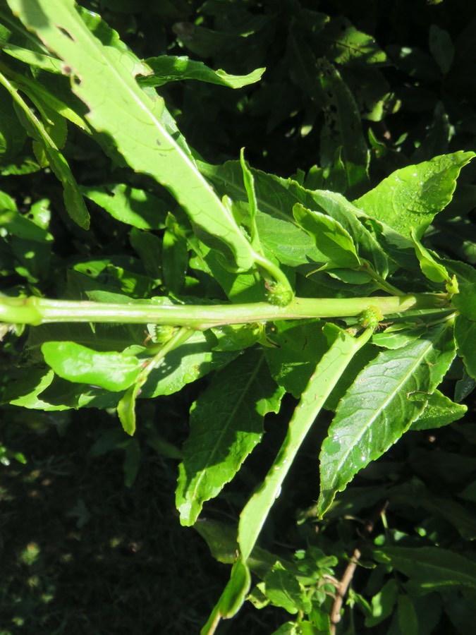 5. Fruits d'Acalypha integrifolia Willd. - Bois de violon. Bois de Charles - Euphorbiaceae - Madagascar, Réunion, Île Maurice