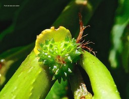 Acalypha integrifolia. bois de violon.( fruit tricoque et reste de fleuur femelle ) euphorbiaceae. indigène Réunion.P1025035
