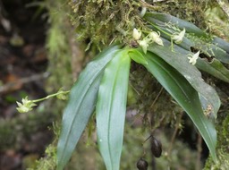 Angraecum cordemoyi - EPIDENDROIDEAE - Endémique Réunion