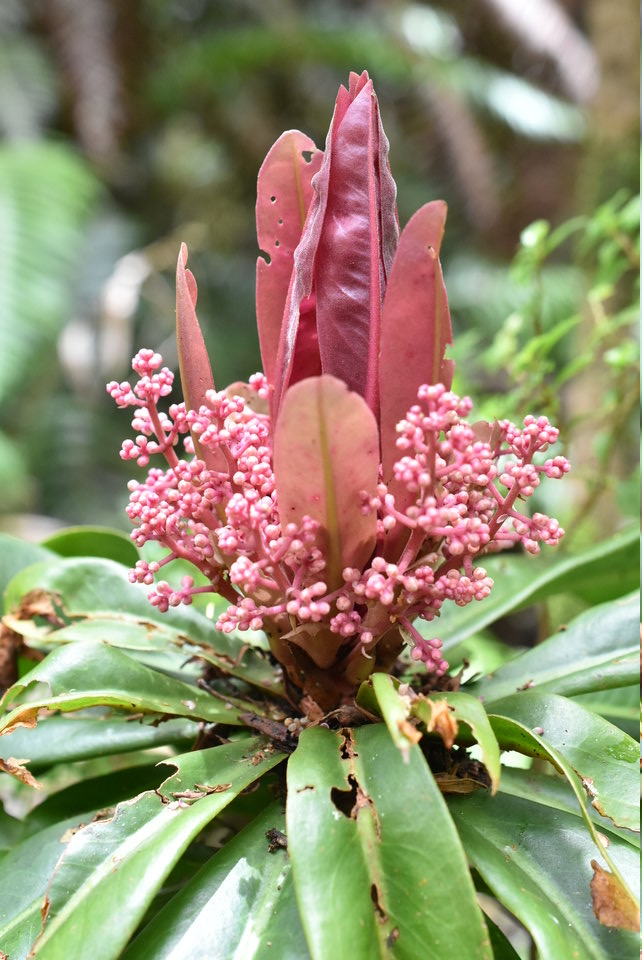 Badula borbonica - Bois de savon - PRIMULACEAE - Endémique Réunion