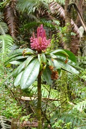 Badula borbonica .bois de savon.primulaceae.endémique Réunion.P1025128
