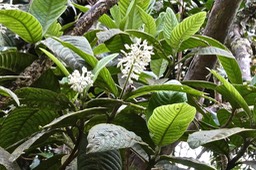 Bertiera rufa .bois de raisin .rubiaceae.endémique Réunion.P1025162
