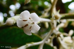 Bertiera rufa.bois de raisin  (fleur )Rubiaceae.endémique Réunion.P1025150