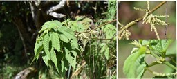 Boehmeria stipularis - Bois de source blanc - URTICACEAE - Endémique Réunion - 
