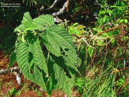 Boehmeria stipularis.bois de source blanc.grande ortie.urticaceae.endémique Réunion.P1025046