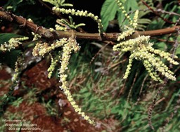 Boehmeria stipularis.bois de source blanc.grande ortie.( inflorescences )urticaceae.endémique Réunion.P1025047