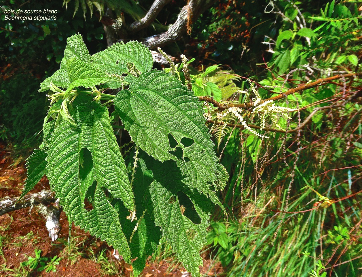 Boehmeria stipularis.bois de source blanc.grande ortie.urticaceae.endémique Réunion.P1025046