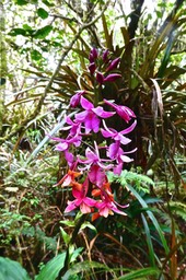 Calanthe sylvatica .orchidaceae.P1025241