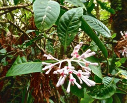 Chassalia coraillioides .bois de corail.rubiaceae.endémique Réunion.P1025142 2