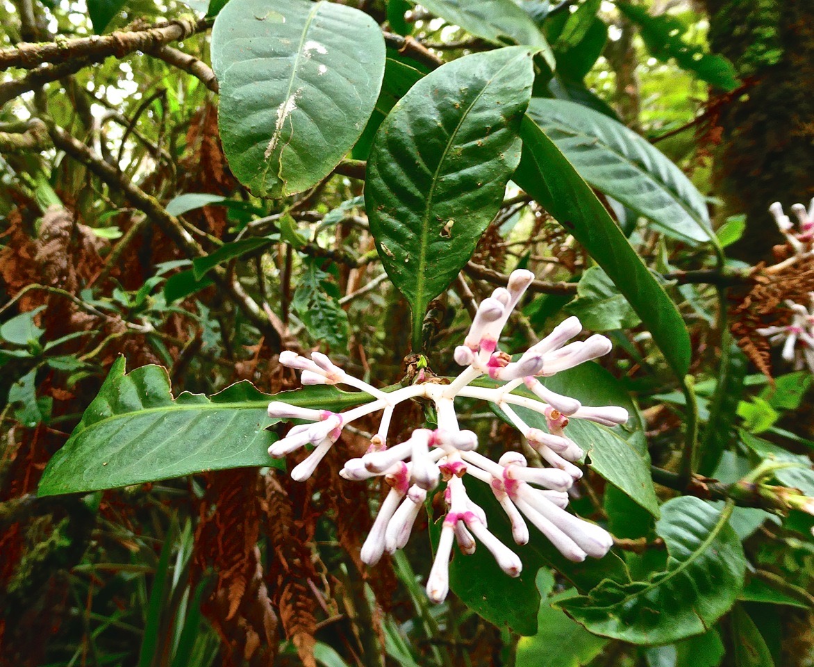 Chassalia coraillioides .bois de corail.rubiaceae.endémique Réunion.P1025142 2
