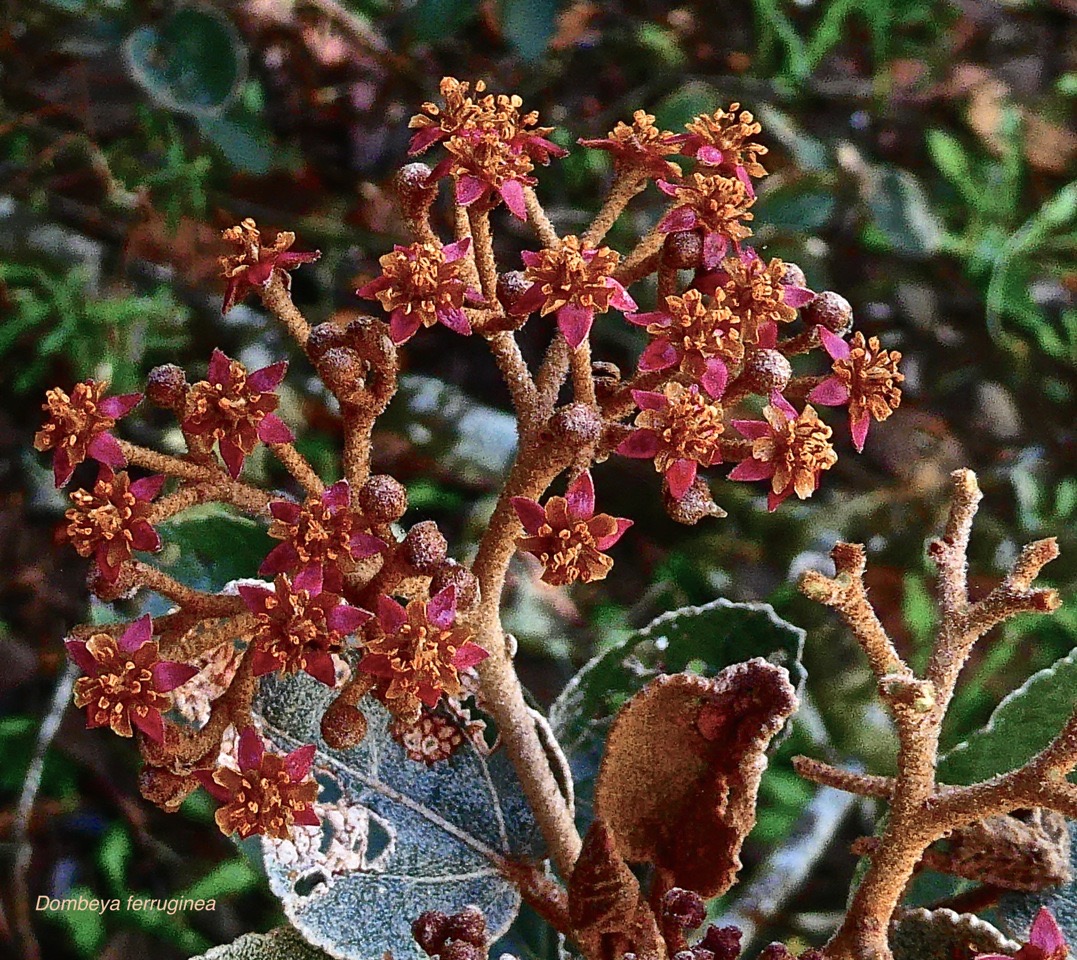Dombeya ferruginea subsp borbonica . malvaceae.endémique Réunion.P1024977