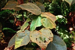 Dombeya reclinata. mahot rouge .malvaceae;endémique Réunion.P1024923