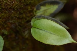 Elaphoglossum hybridum - DRYOPTERIDACEAE - Indigène Réunion
