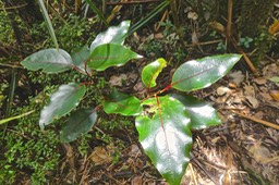 Ocotea obtusata .cannelle marron..( jeune plant )lauraceae.endémique Réunion Maurice. P1025120