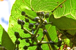 Polyscias repada.bois de papaye .(infrutescence . détail ) araliaceae.endémique Réunion.P1025069