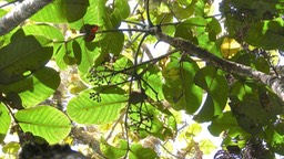 Polyscias repanda .bois de papaye. araliaceae.endémique Réunion.P1025065