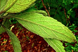 Psiadia amygdalina .(feuillesface inférieure.)asteraceae.endémique Réunion.P1025293