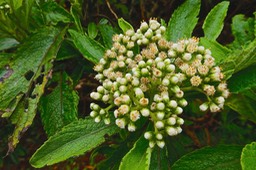 Psiadia amygdalina.asteraceae.endémique Réunion.P1025288