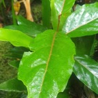 Antidesma madagascariense Bois de cabri blan c Phyllanthaceae Indigène La Réunion 4.jpeg