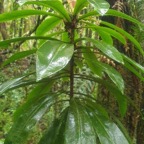 Badula borbonica Bois de savon Primu laceae Endémique La Réunion 16.jpeg