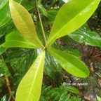 Badula grammisticta Bois de savon Pri mulaceae Endémique La Réunion 7.jpeg