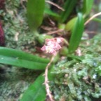 Bulbophyllum bernadetteae Orchidac eae Endémique La Réunion 20.jpeg