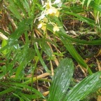 Calanthe sylvatica Orchidaceae  Indigène La Réunion 47.jpeg