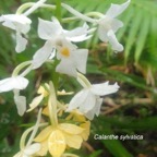 Calanthe sylvatica Orchidaceae Indigène La Réunion 53.jpeg