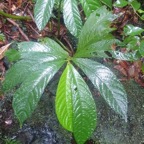 Elatostema Fagifolium Urticacea e Endémique La Réunion 6.jpeg