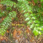 Grangeria borbonica Bois de punaise Chrysobala naceae Endémique La Réunion, Maurice 12.jpeg