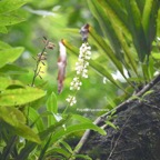 Polystachya concreta Orchidaceae  Indigène la Réunion 7510.jpeg