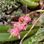 Bulbophyllum bernadetteae Casstillon.orchidaceae.endémique Réunion (1).jpeg