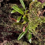 Bulbophyllum bernadetteae Casstillon.orchidaceae.endémique Réunion.jpeg
